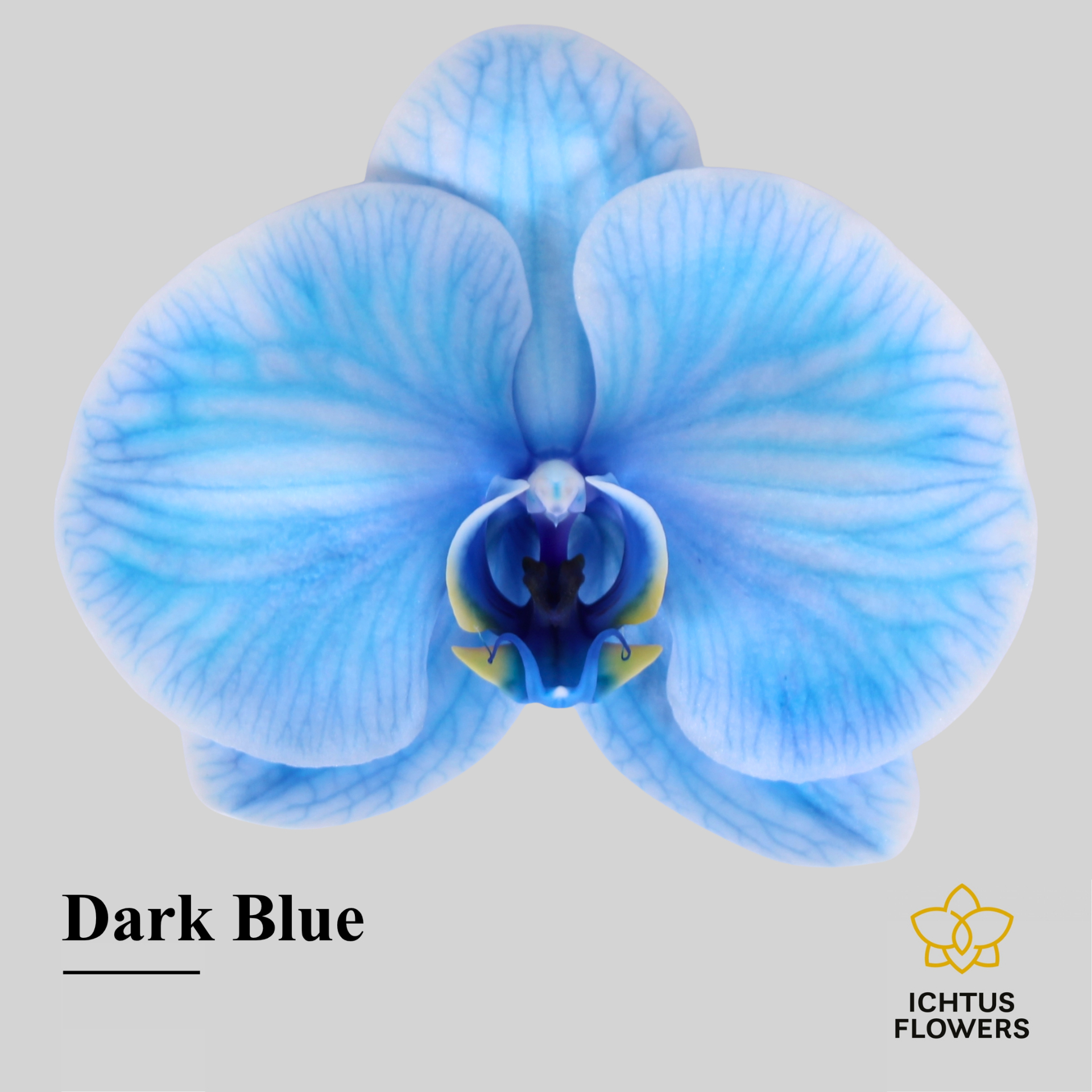 Phal Painted Excl. Dark Blue Bloem 25 Bloemen