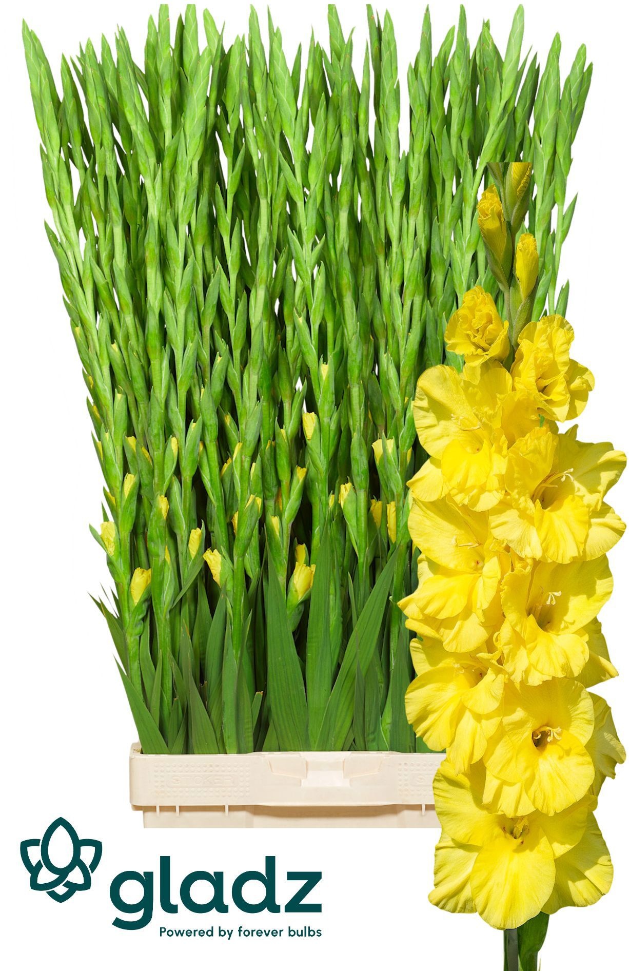 Gladiolus Bananarama 120cm 180gram