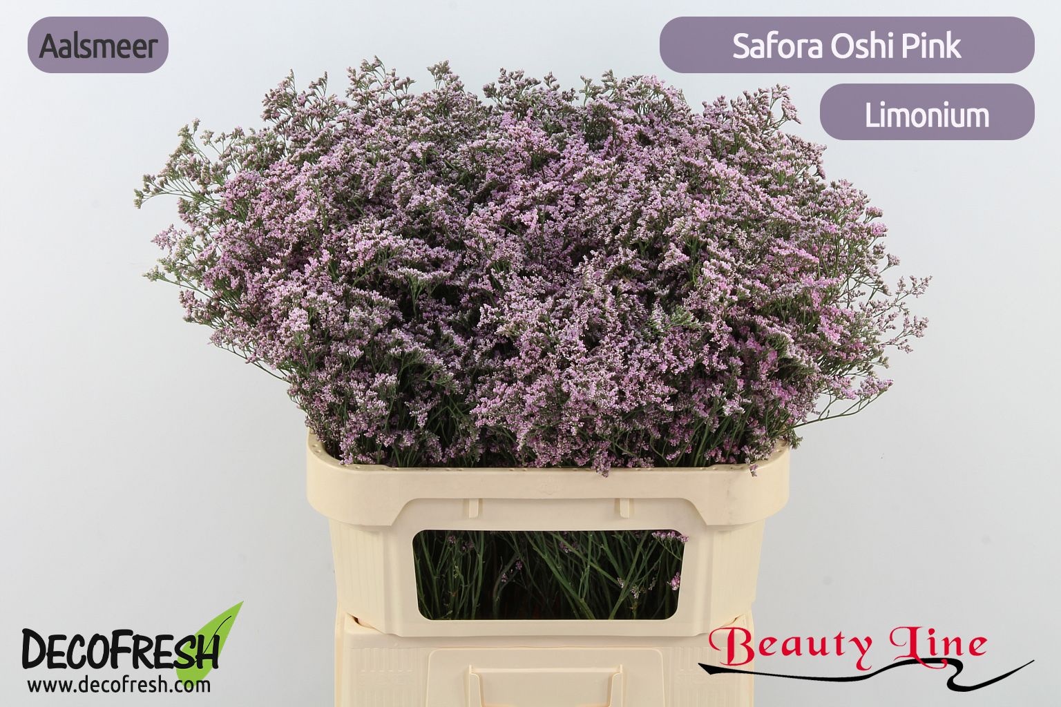 Limonium Oshi Pink 80cm 45gram