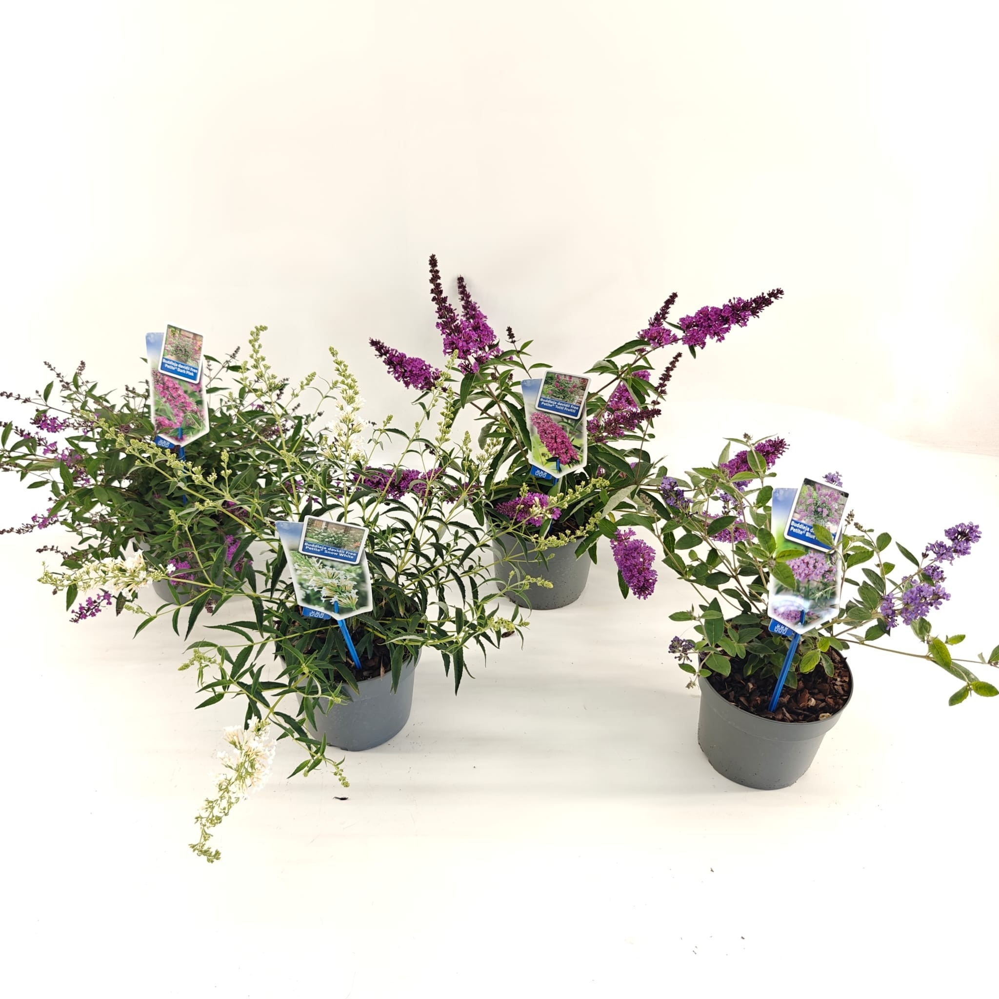 Picture of Buddleja (Free petite) mix P17 (minimum order one layer)