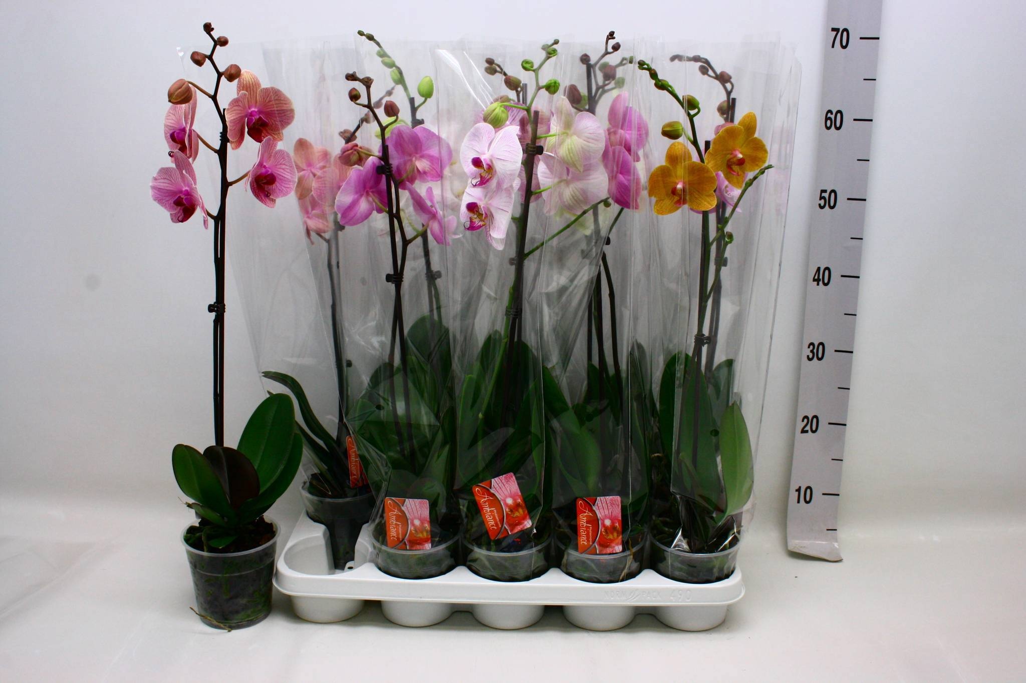 Phalaenopsis Asst 12Ø 60cm