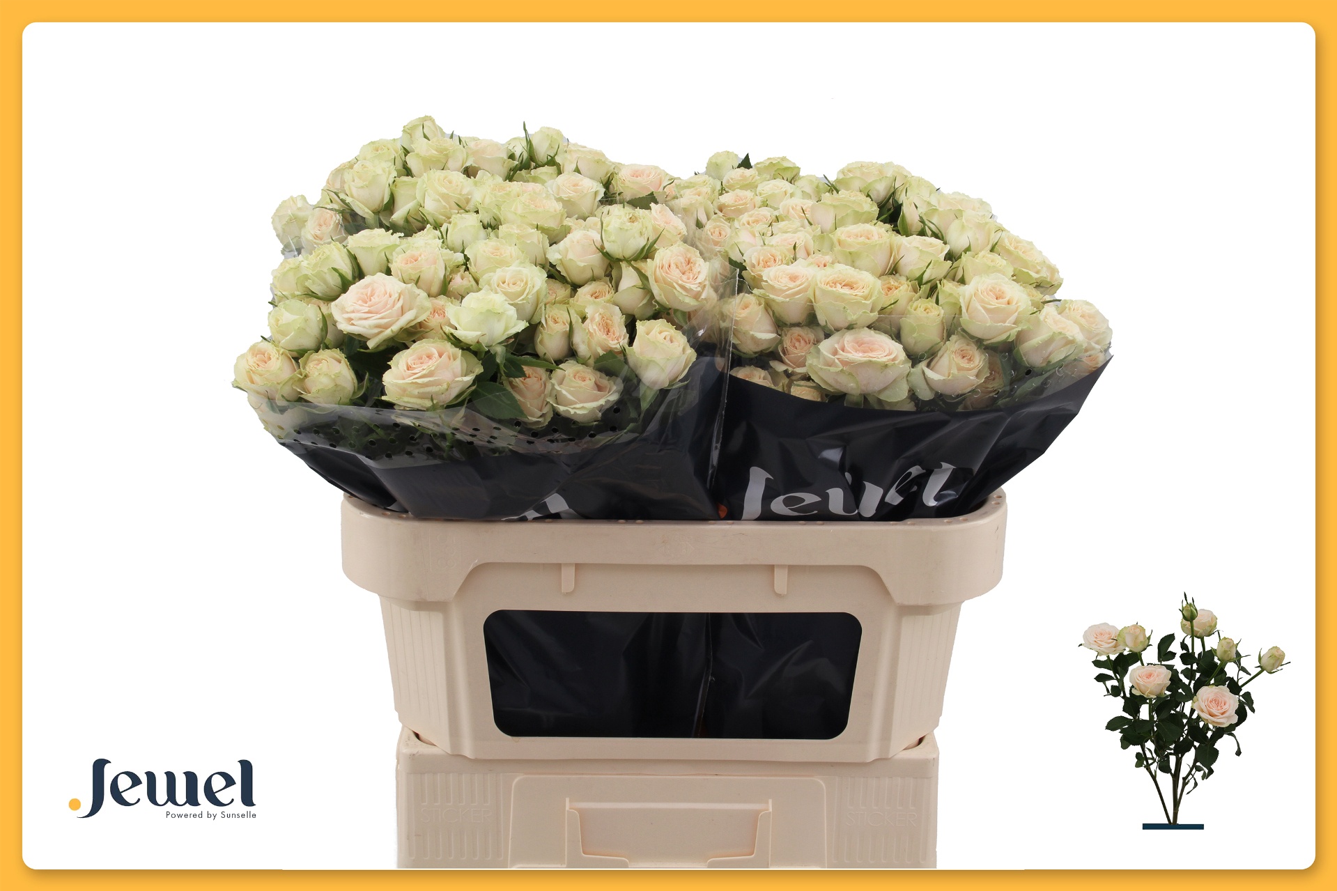 Rosa Spr Sushi 70cm