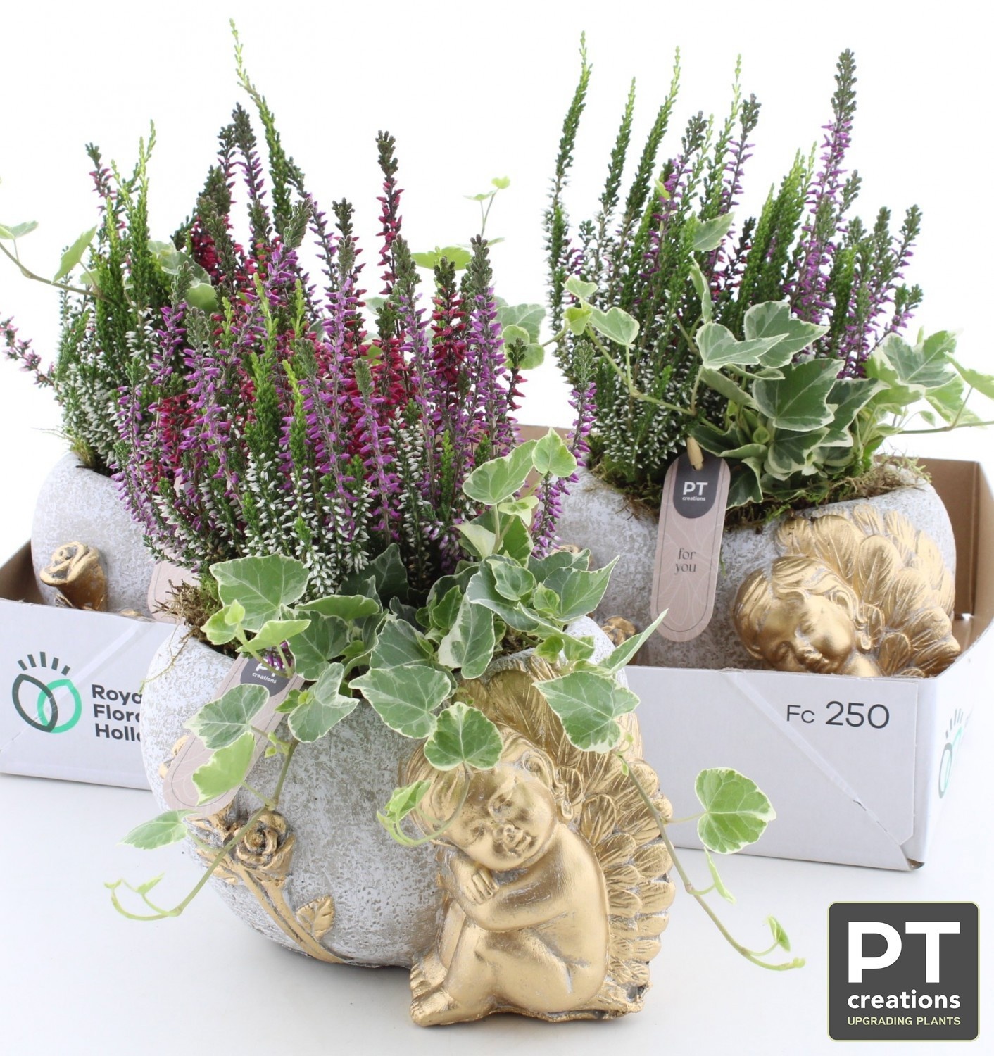Arr Tuinplanten 20P 33cm 22bloei