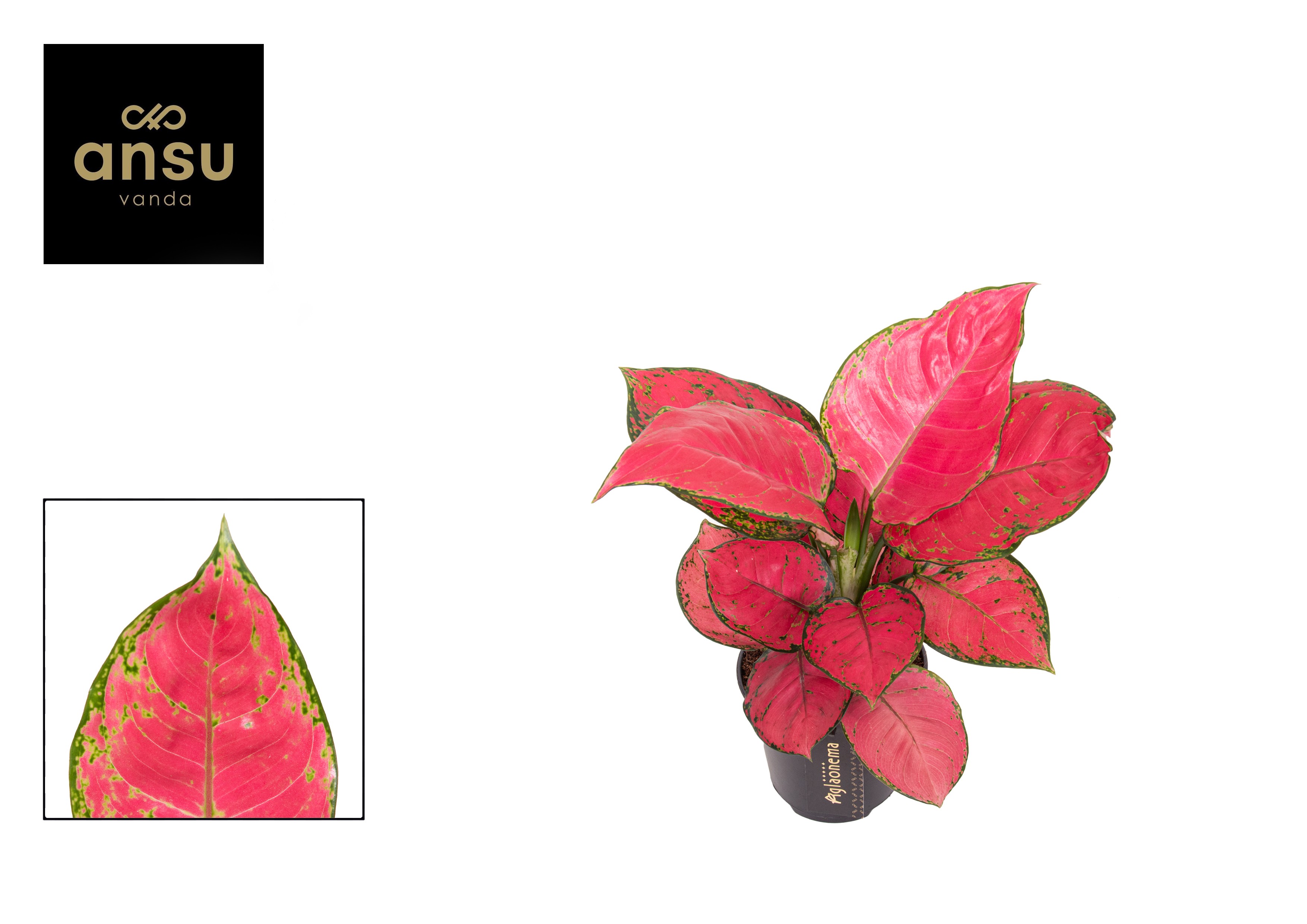 Picture of Aglaonema Red Joy P12 30CM