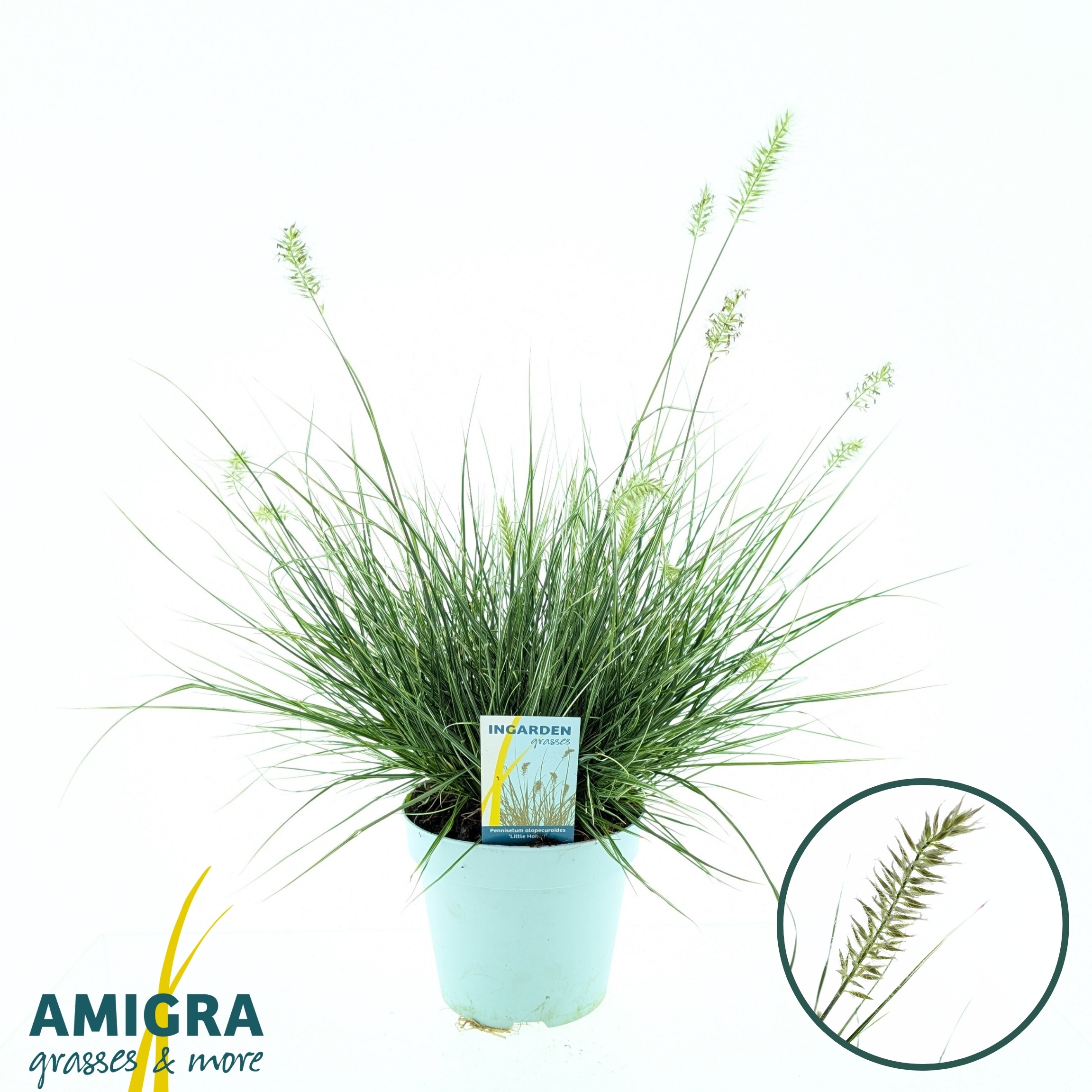 Picture of Pennisetum alopecuroides 'Litte Honey'