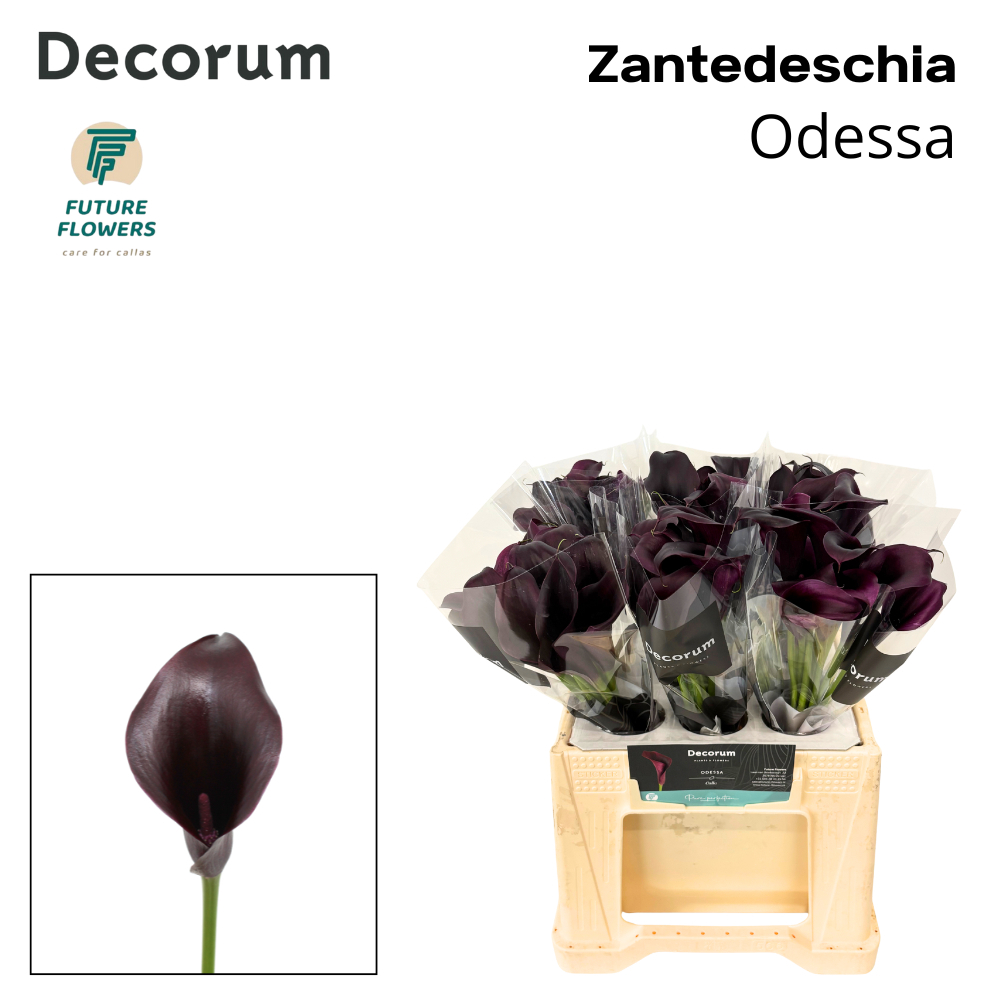 Zant Odessa