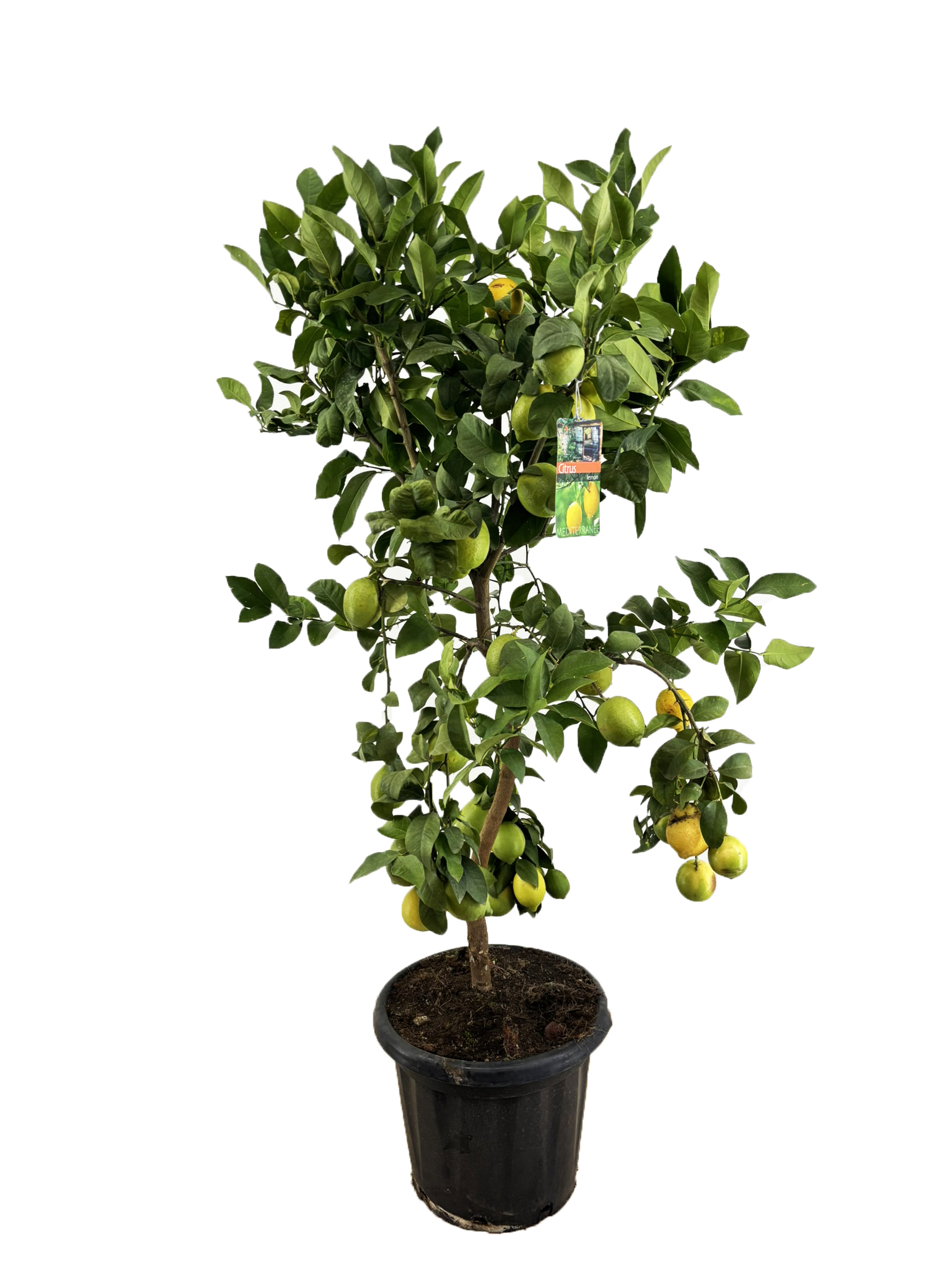 Picture of Citrus lemon P40 STD/6 FRUIT/TOTAL 180CM (LOOSE)