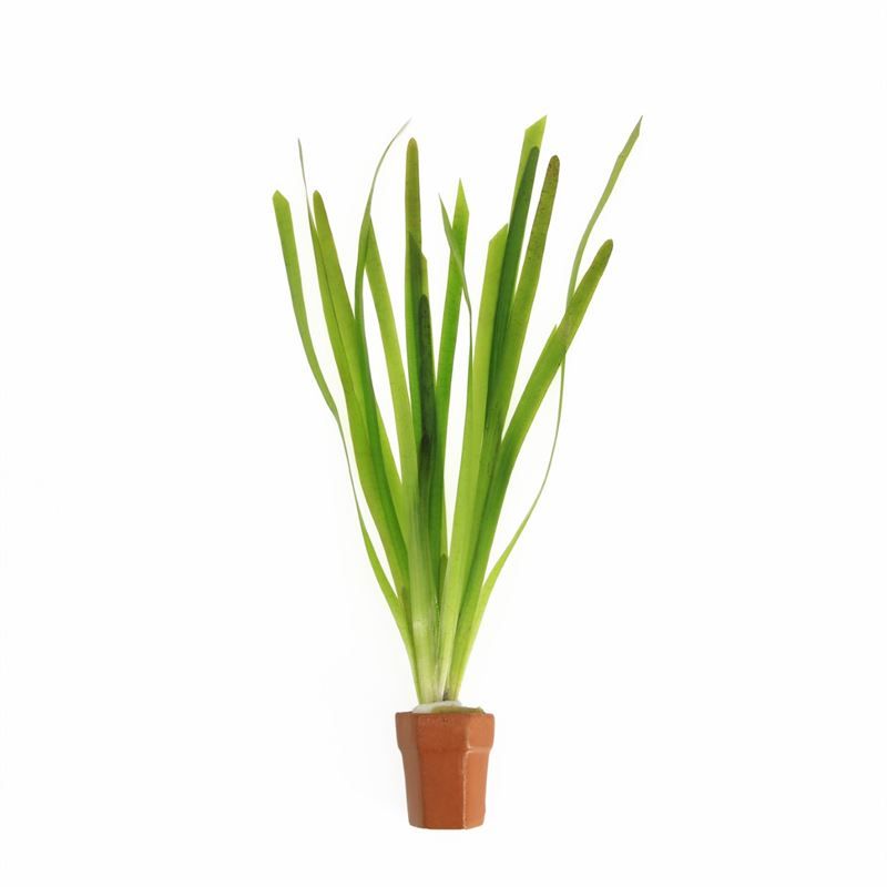 Vallisneria giganthea rubra