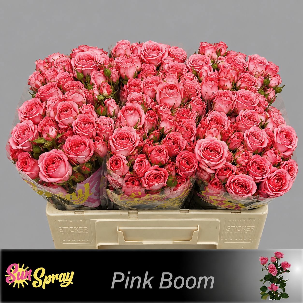 Rosa Spr One Top 50cm
