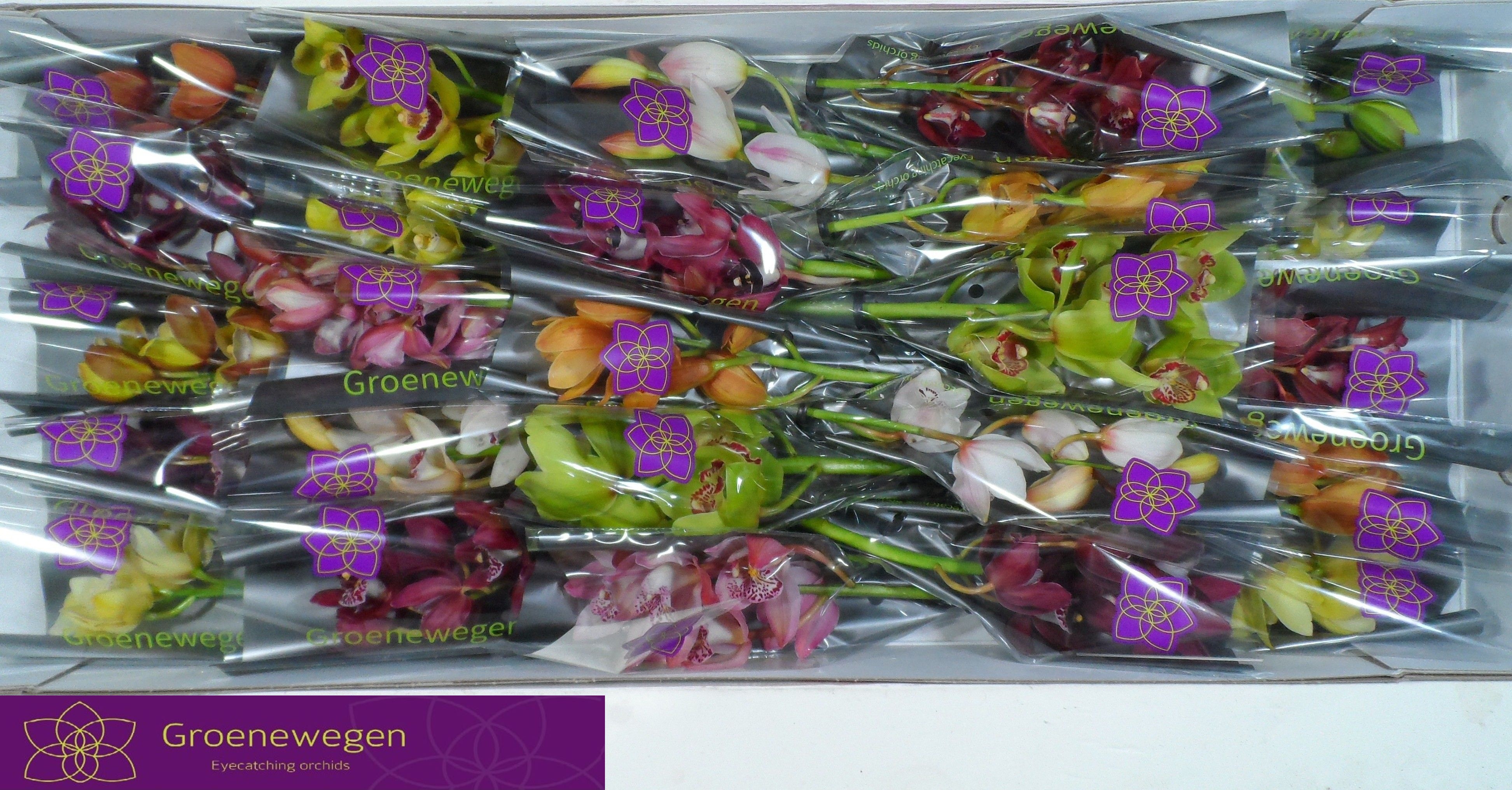 Cymbidium Asst Mini 30cm