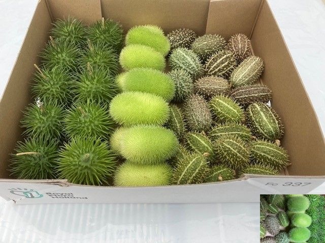 Cucumis Decumis Gem