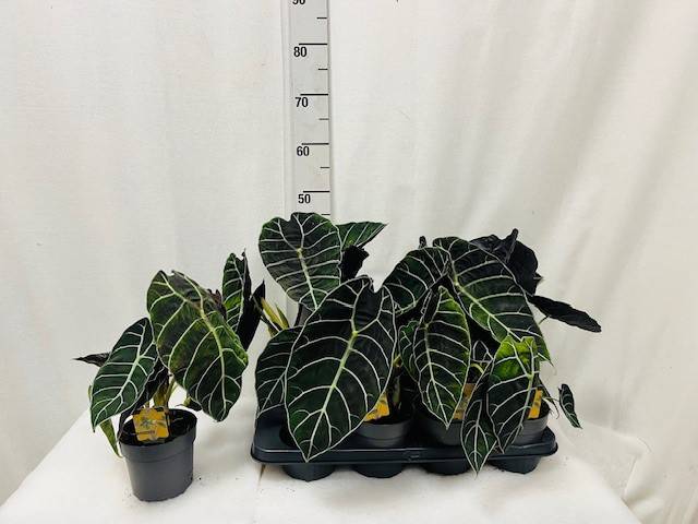 Alocasia overig - Alocasia