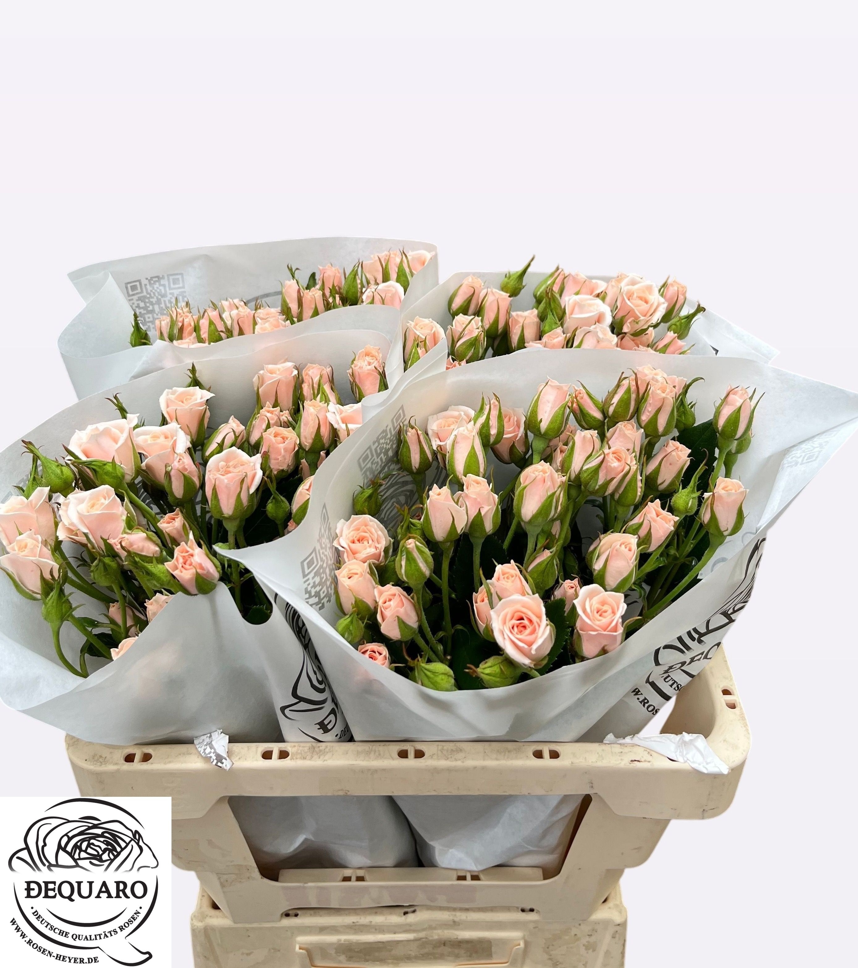 R Tr Pink Majolika 50cm