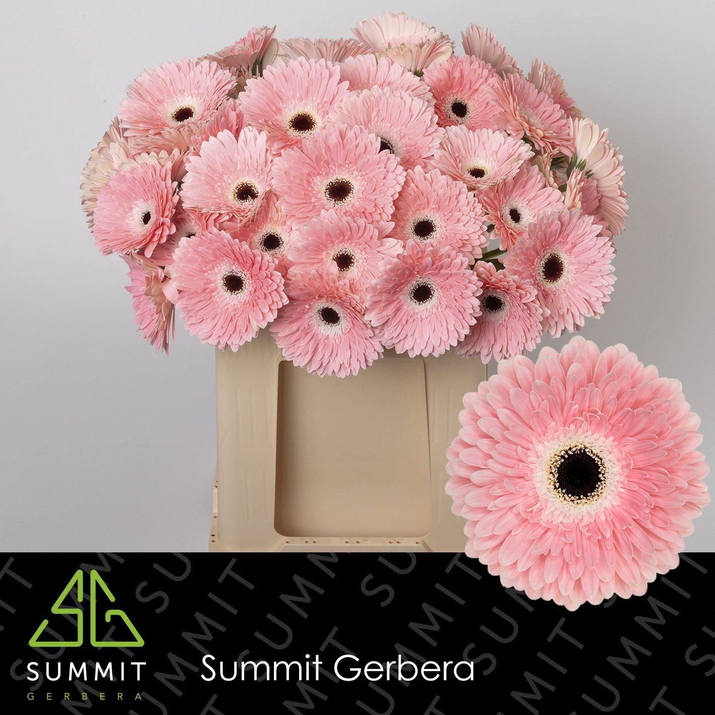Gerbera Graceland 50cm 10Ø