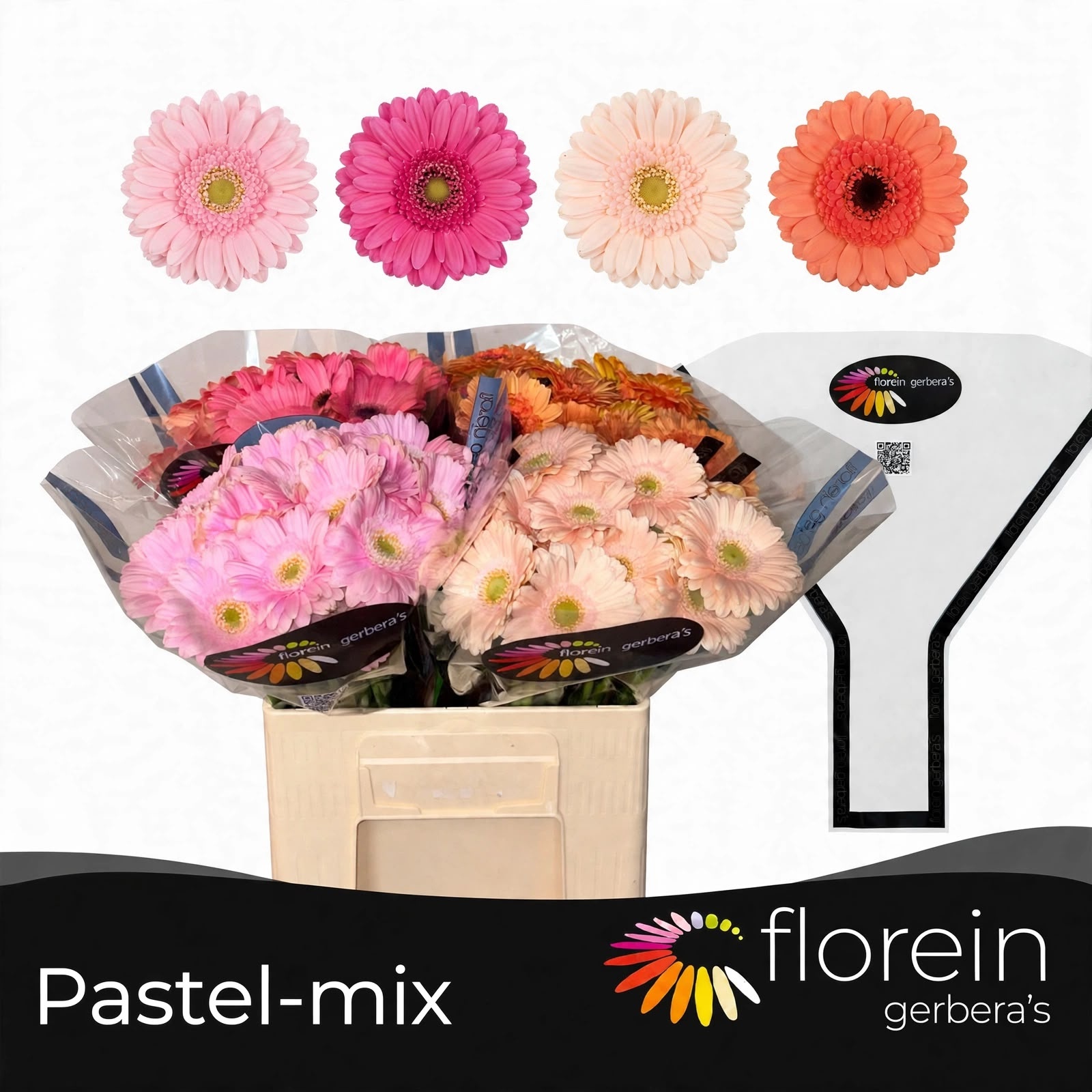 Gerbera Mini Asst Rainbow