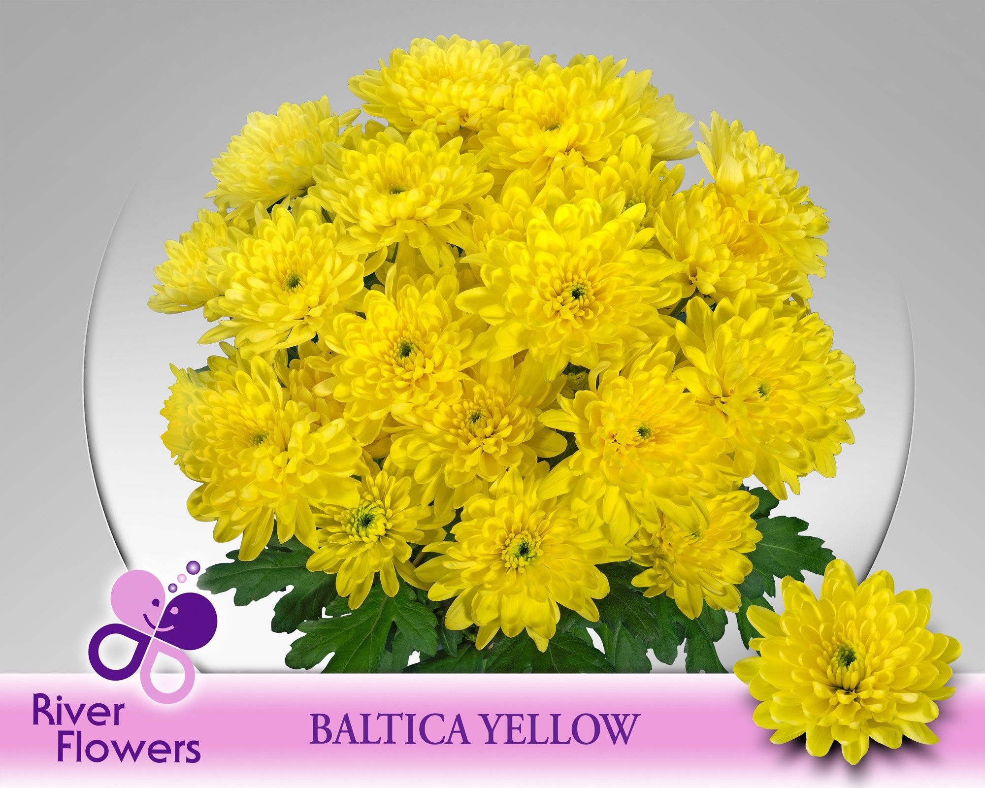 Chr T Baltica Yellow