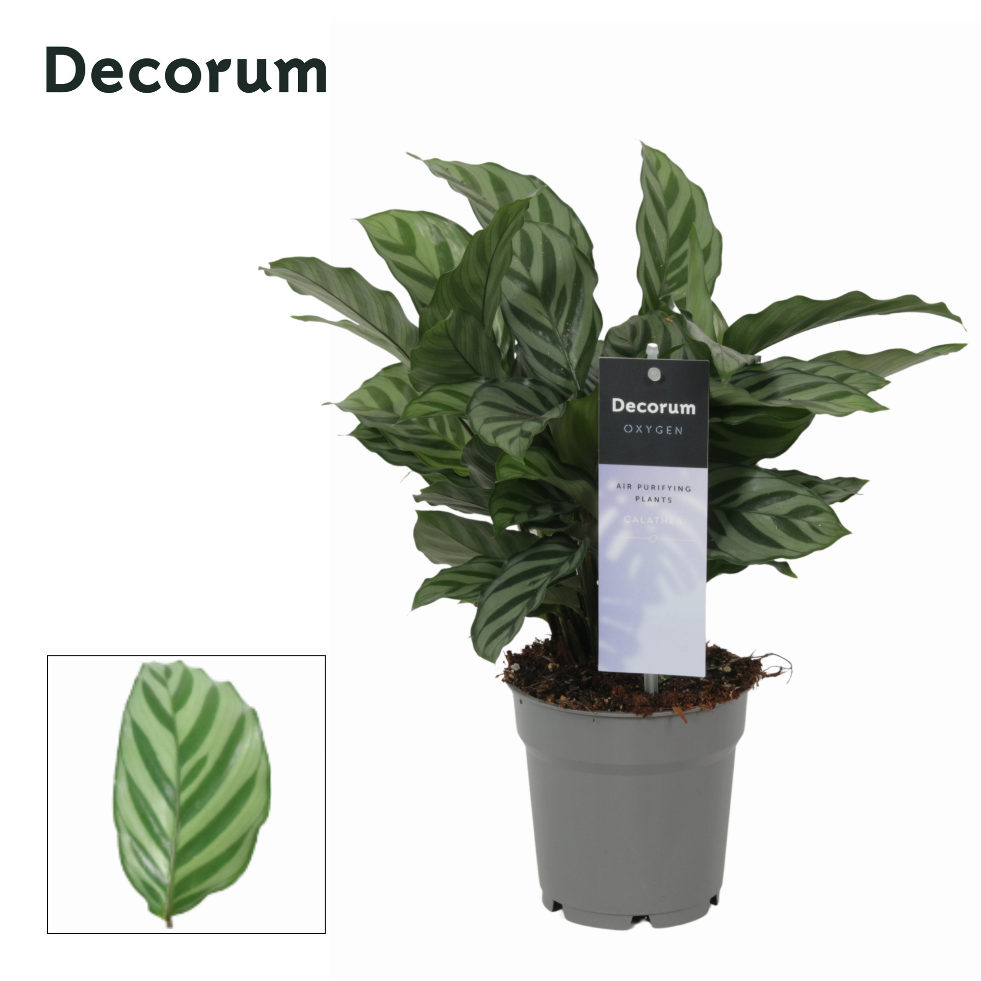 Calathea Freddie 12Ø 30cm