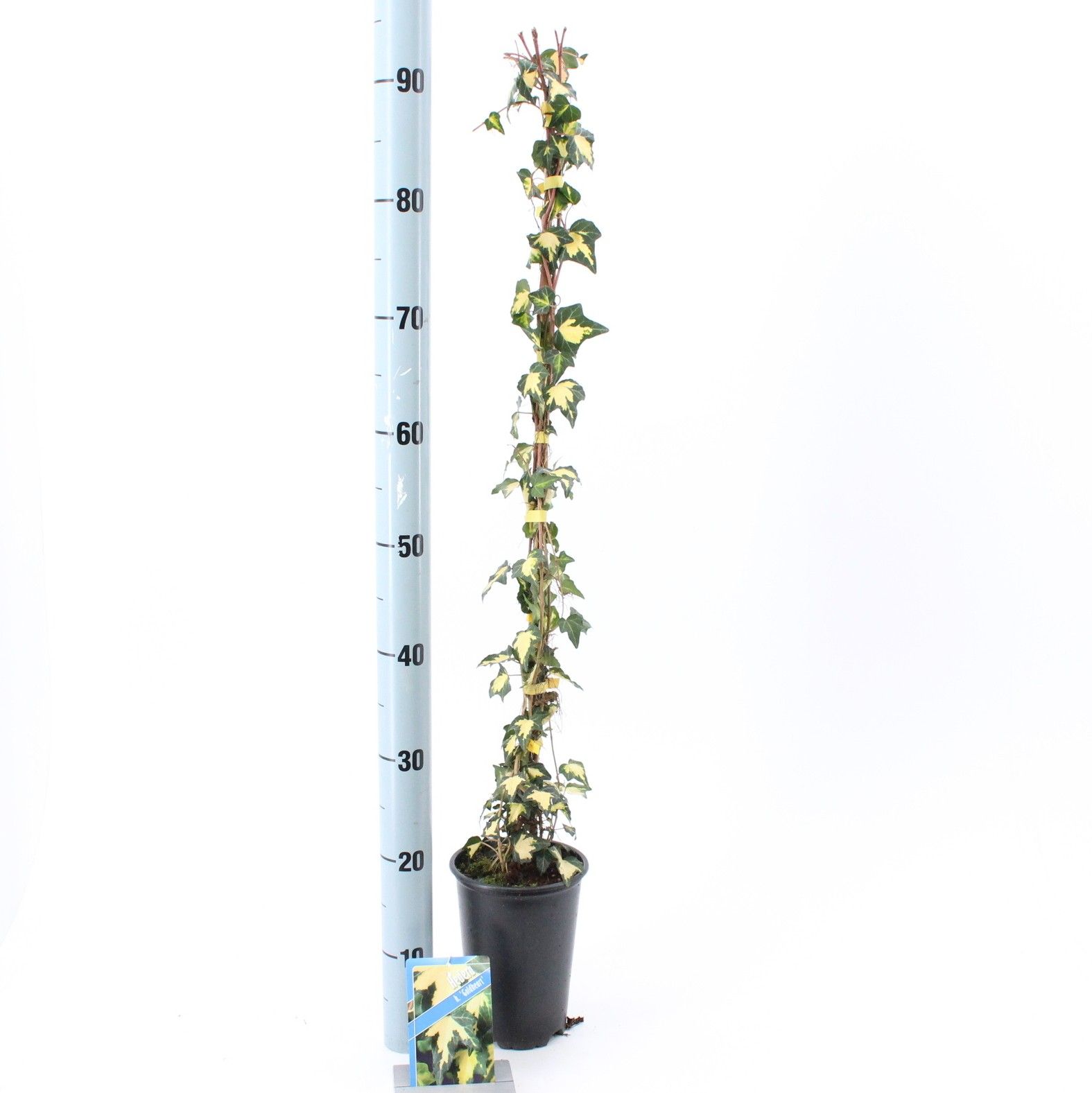 Hedera hel. ‘Goldheart’ --gestokt