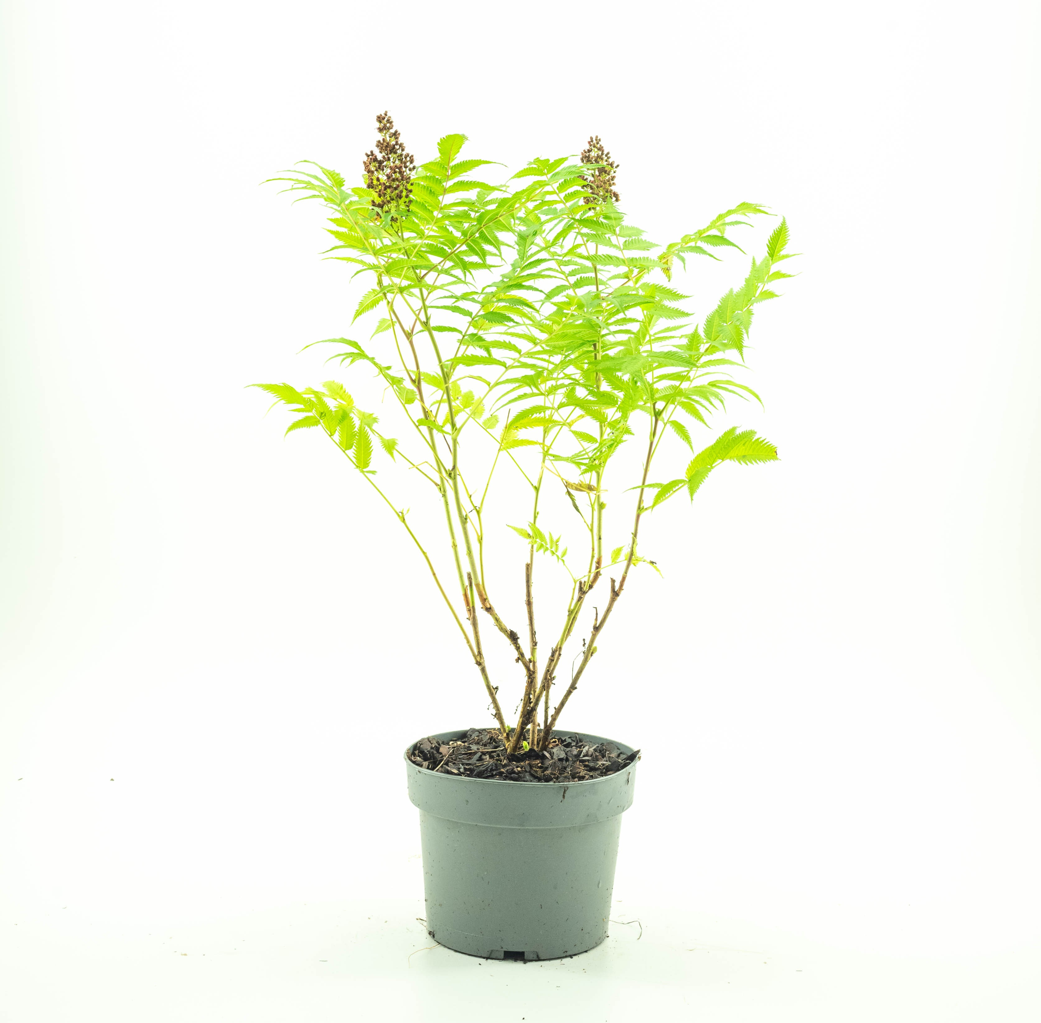 Picture of Sorbaria sorb. 'Sem'