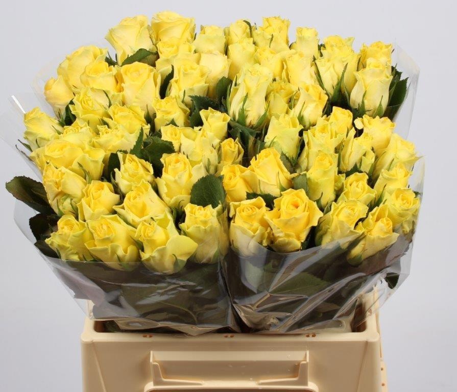 Rosa Minion Rose 40cm