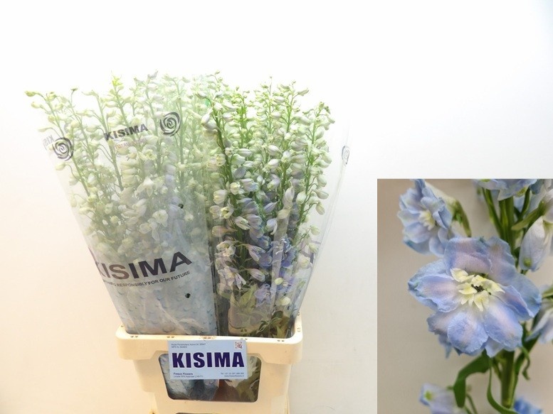 Delphinium Magic Fountains Skyblue 80cm