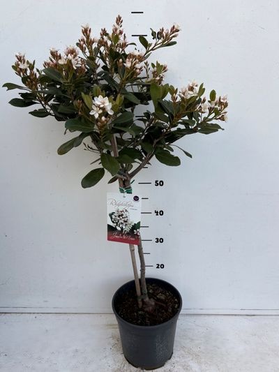 Rhaphiolepis umbellata