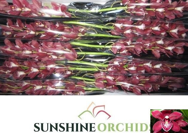 Cymbidium Mini Amanda 60cm
