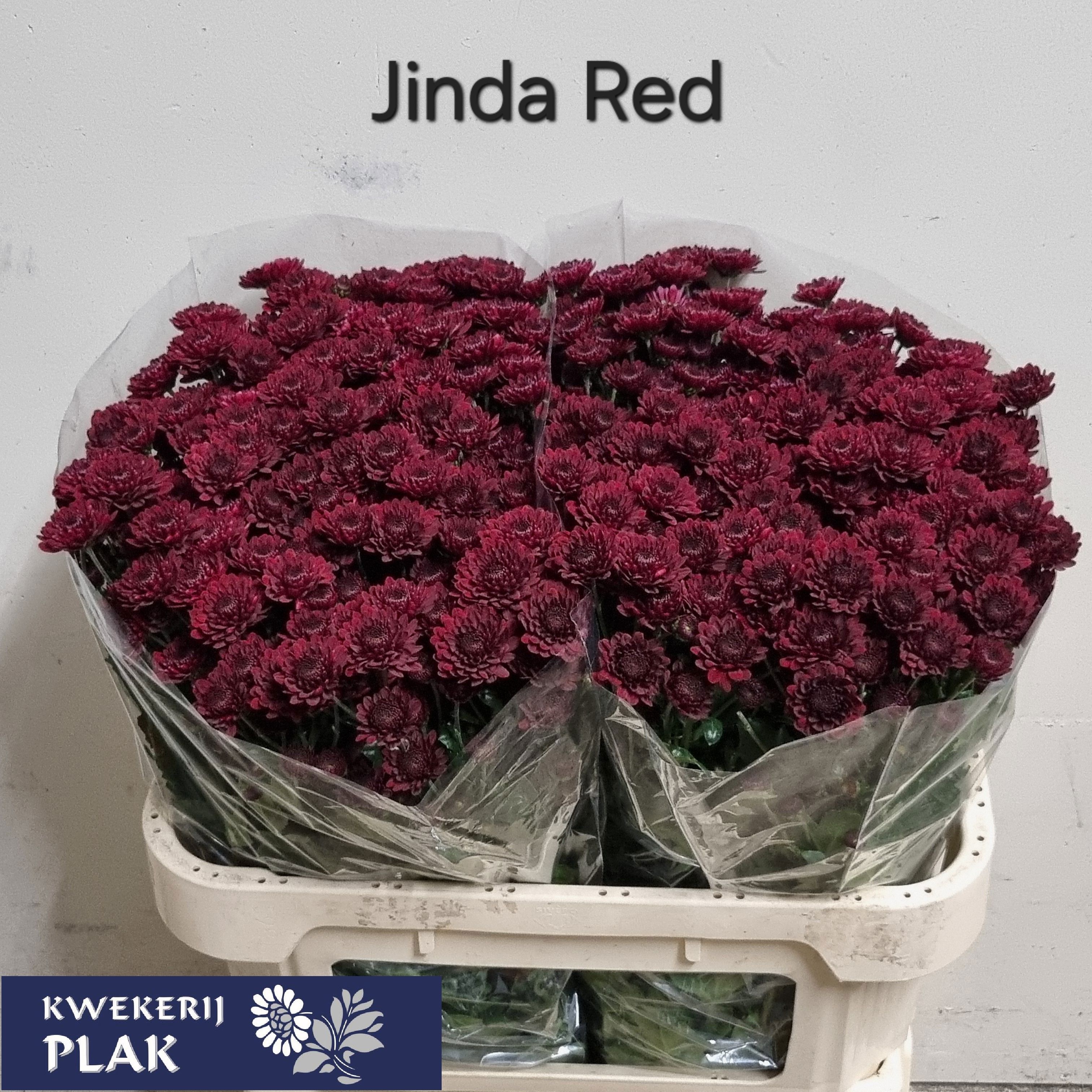 Chrysantium San Jinda Red 80gram