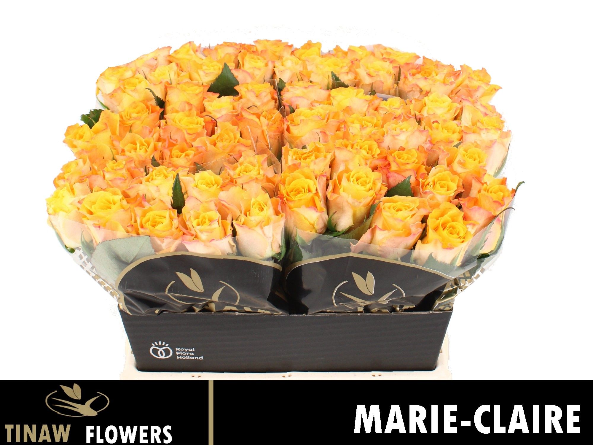 R Gr Marie-claire!