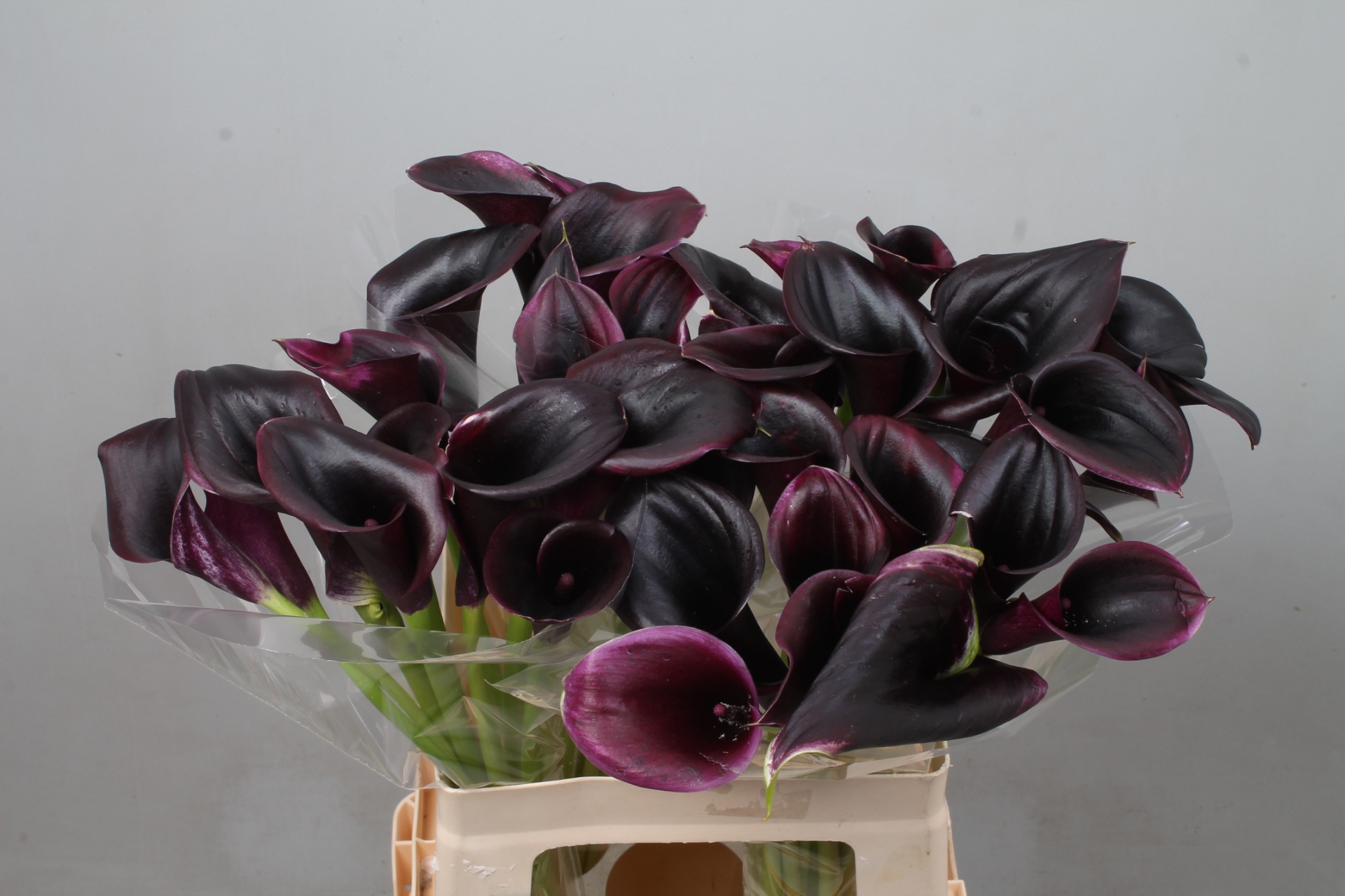 Calla Cantor 60cm