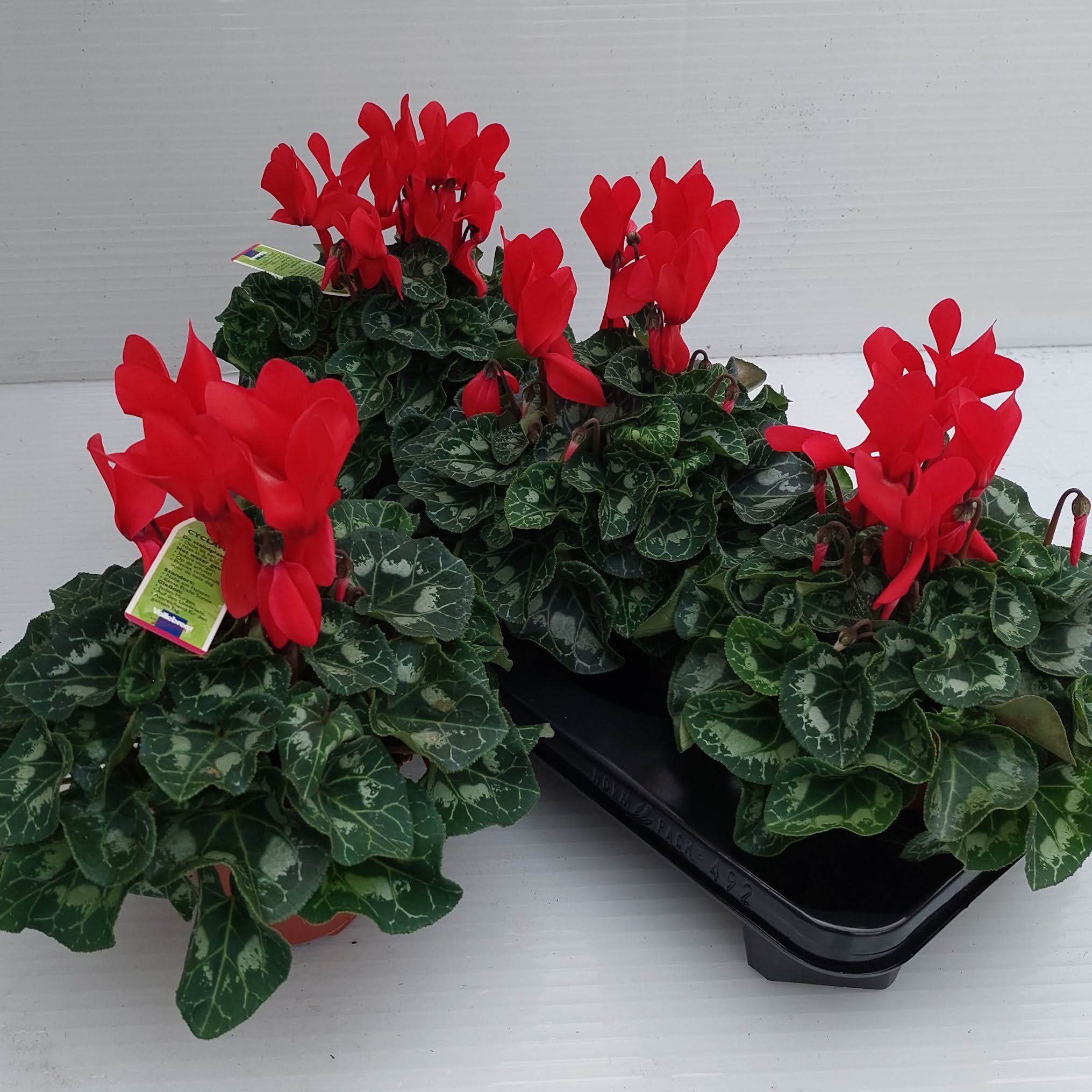 Cycl Md Sup Macro 12P 30H 30Ø Cm 23bloei