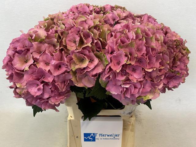 Hydrangea Royal Palace Classic 60cm 18Ø