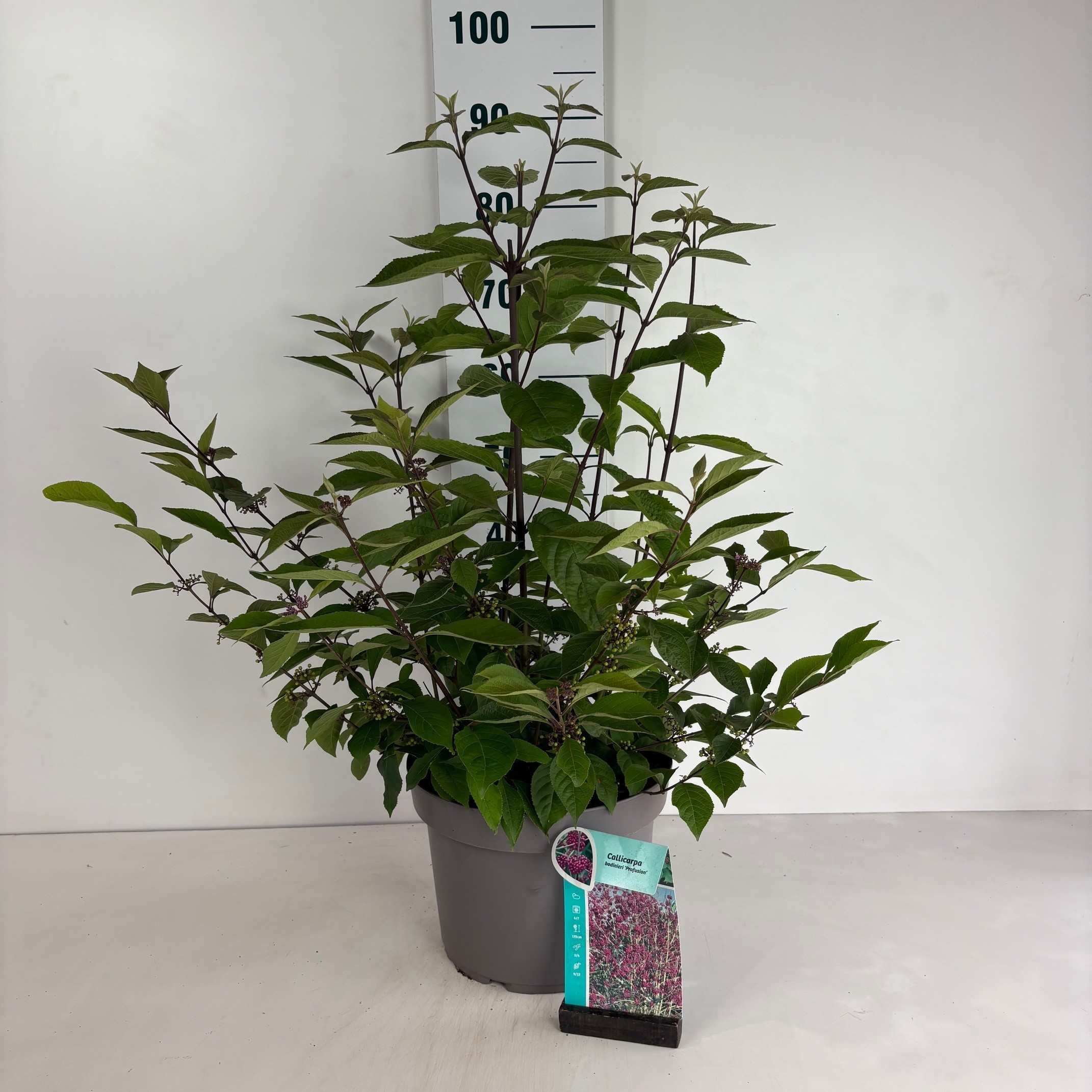 Callicarpa bodinieri 'Profusion'