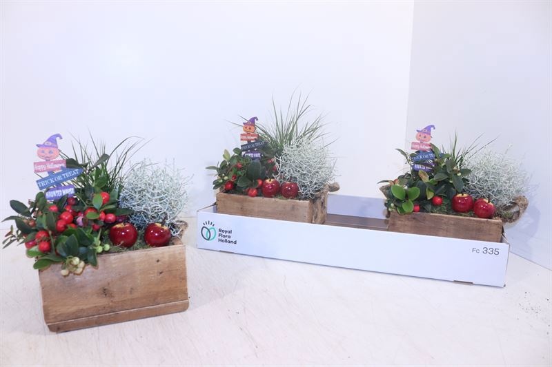 Arr Tuinplanten 15P 25cm