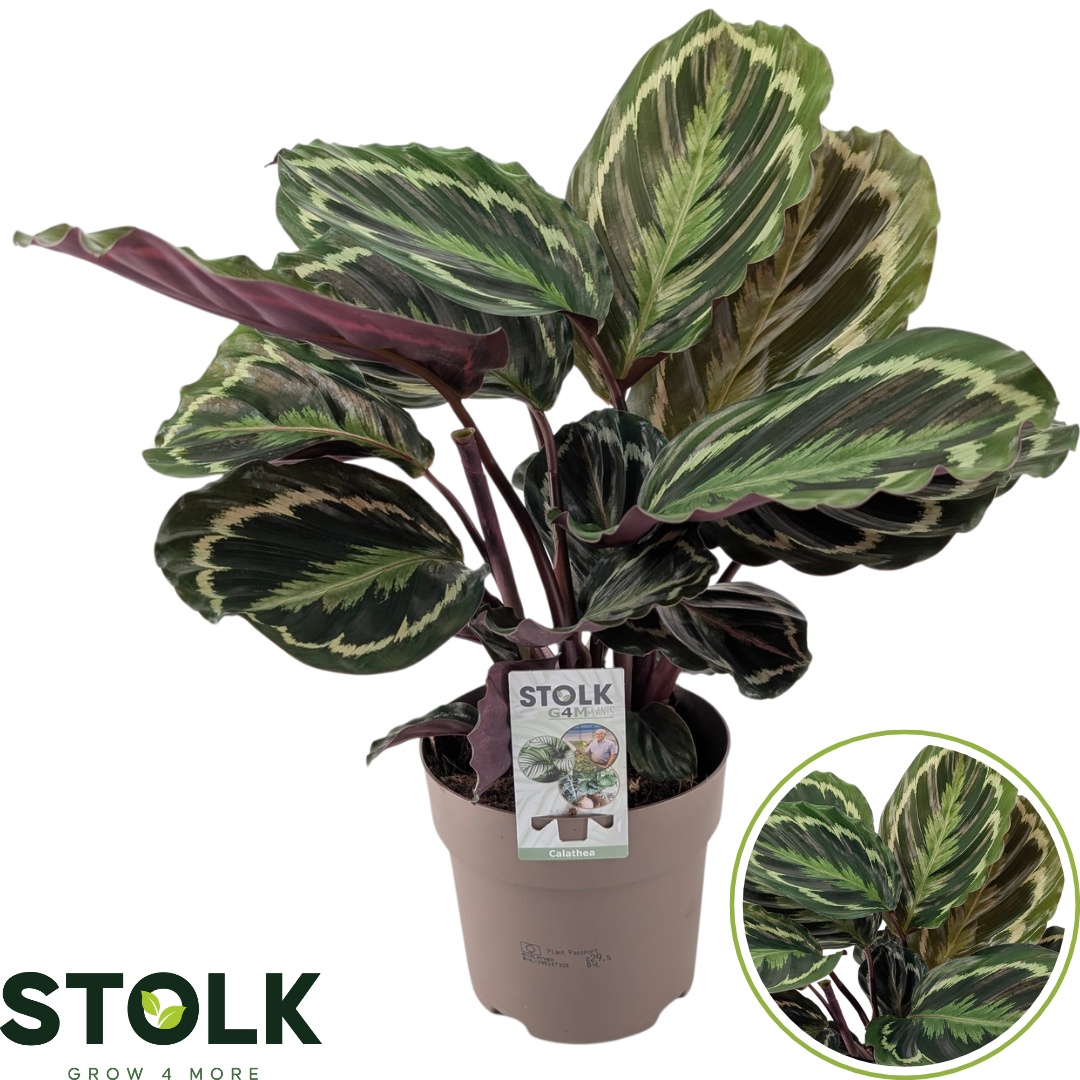Calathea 'Medaillon'