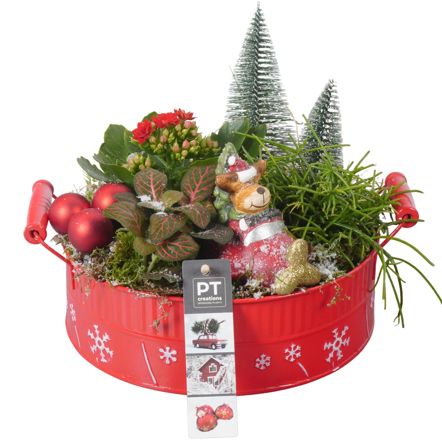 Picture of PTKB9423 Arrangement X-Mas in zinc bowl P22 20CM