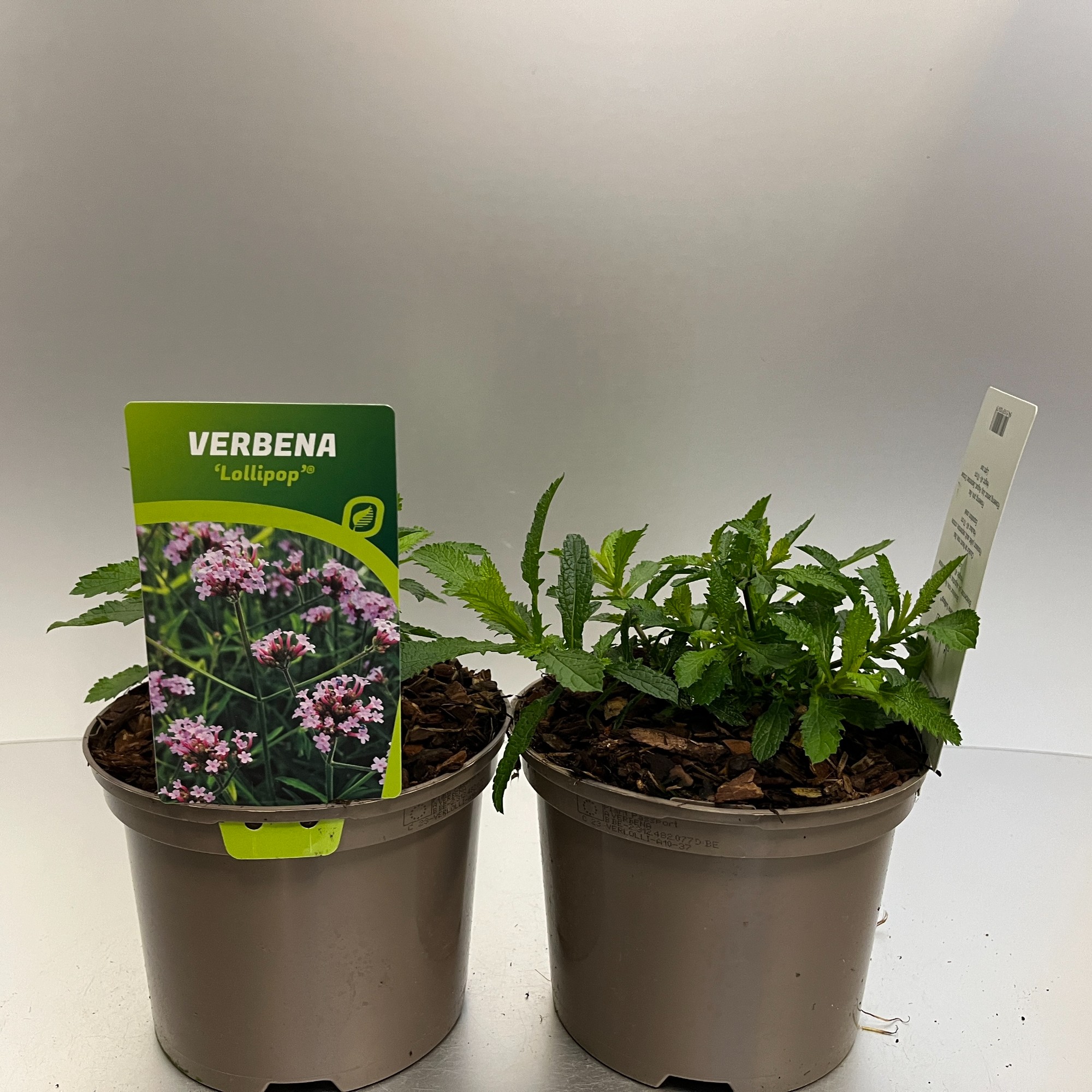 Picture of Verbena Lollipop P17 (2 Ltr)