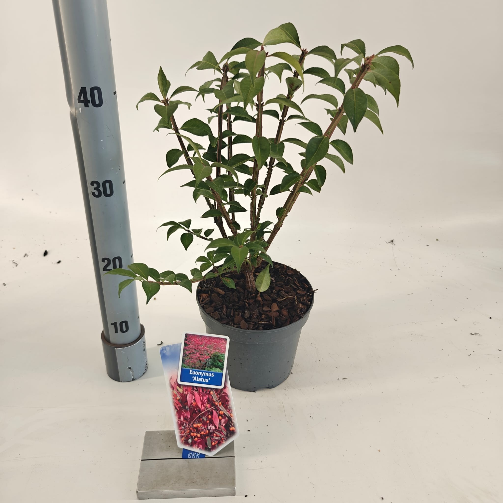 Euonymus alatus