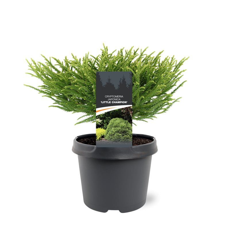 Cryptomeria japonica 'Little Champion'