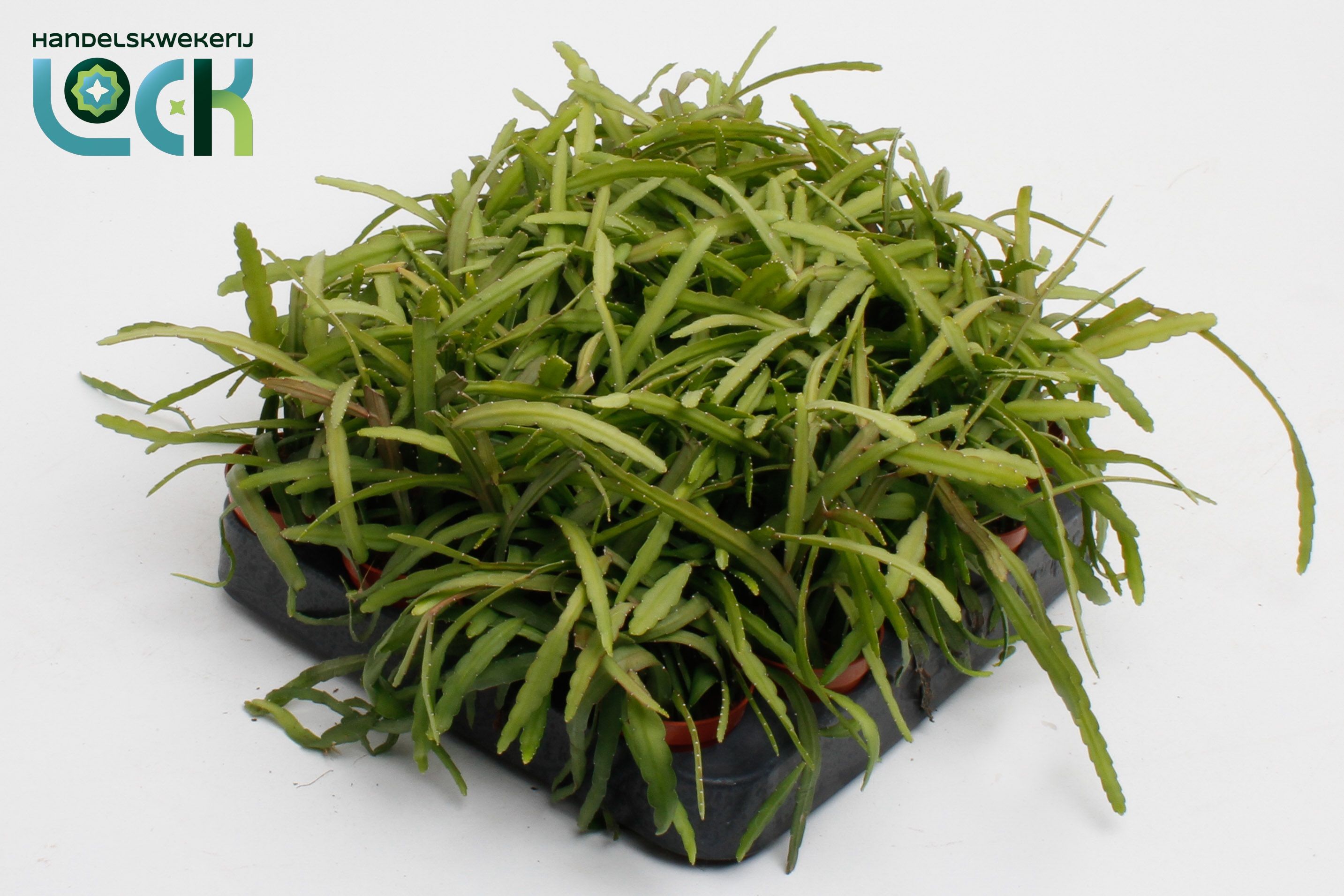 Lepismium Bolivianum 505Ø 10cm