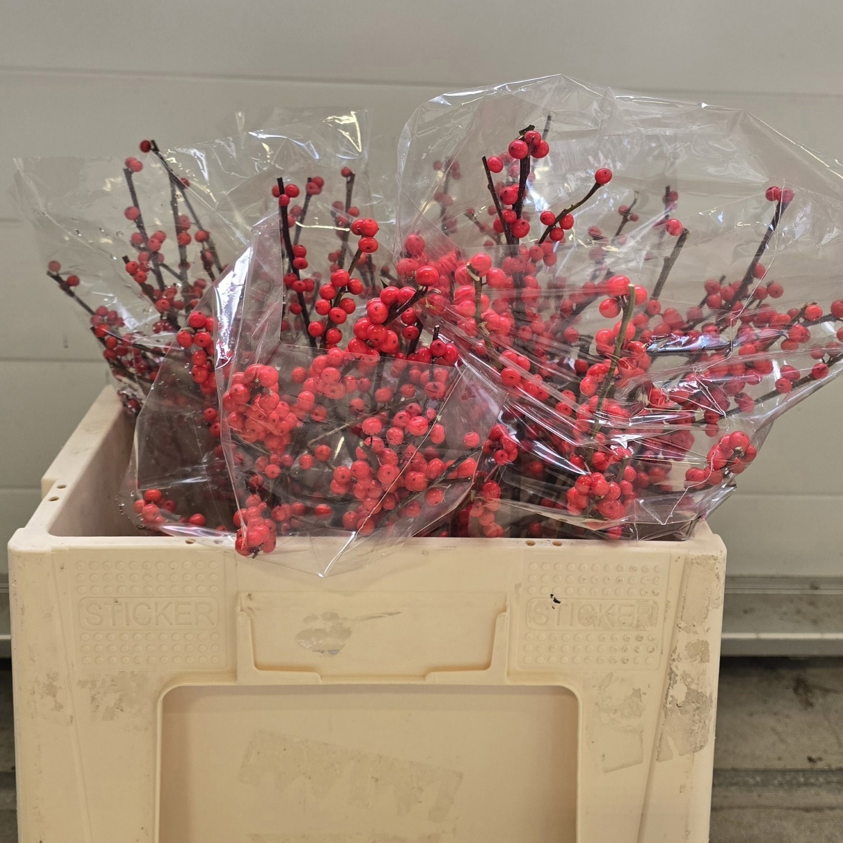 Ilex Verticlilata 60cm