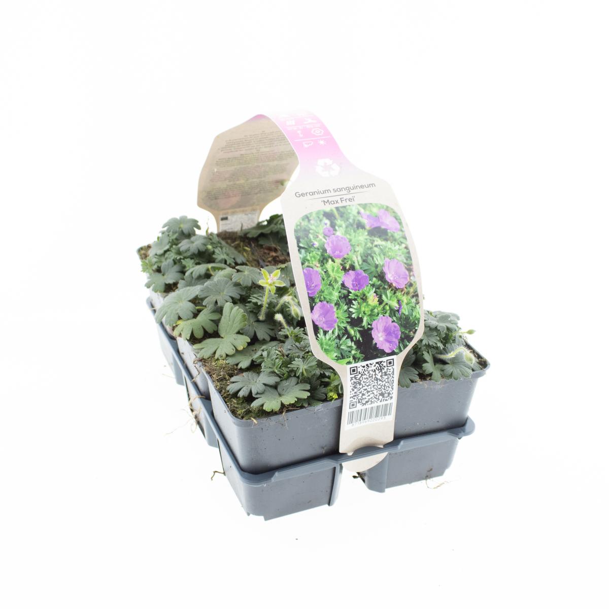 Picture of Geranium sang. Max Frei 6 PACK SET 10CM (LOOSE)