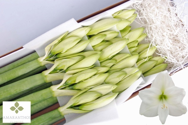 Hippeastrum Mont Blanc 4bl