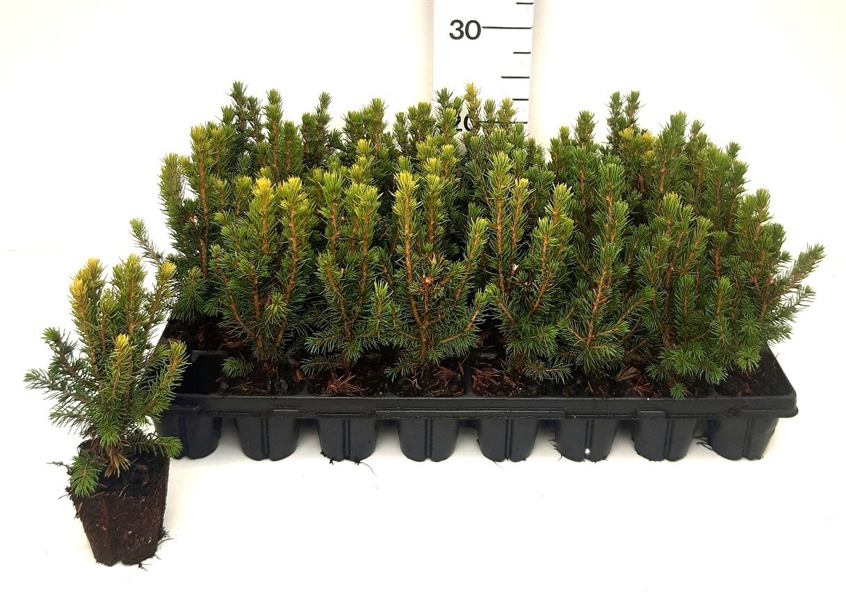 Picea gl. 'Conica'