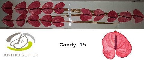 Anthurium Candy 8Ø