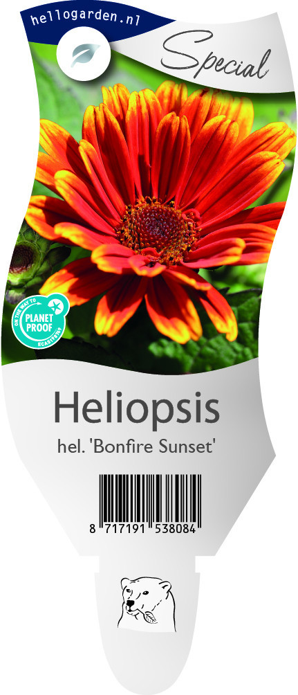 Heliopsis hel. 'Bonfire Sunset'