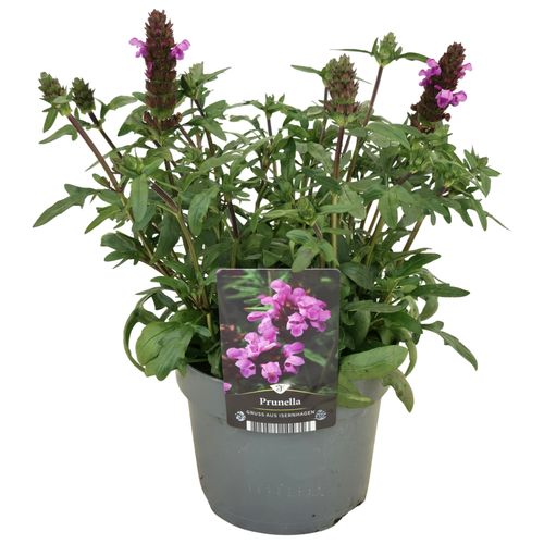 Prunella Gruss aus Iserh. p17 Florizon