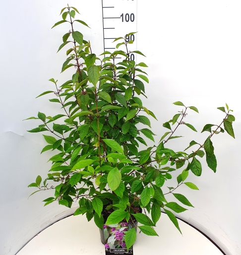 Picture of Callicarpa bod. Profusion P29 (10 Ltr) 60/80CM (LOOSE)