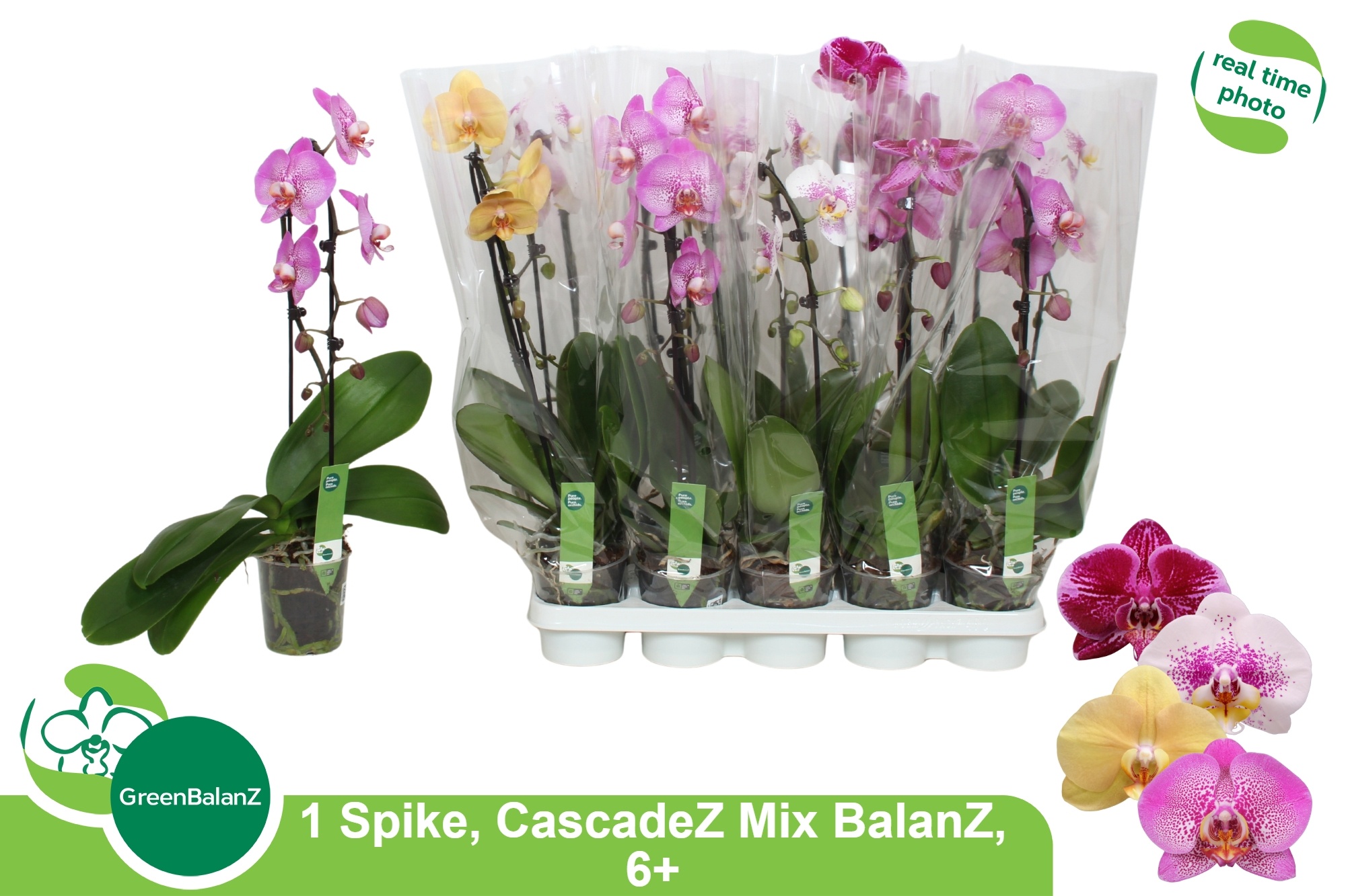 Phal El Cascade 12Ø 55cm