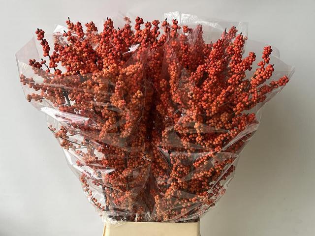 Ilex Mag Daydream 120cm